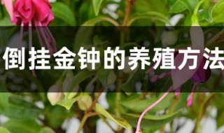 倒挂金钟的养殖方法和注意事项 扦插倒挂金钟的养殖方法和注意事项