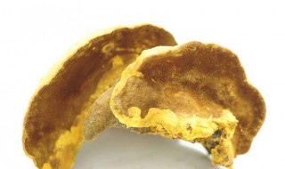 桑黄的食用方法（桑黄的食用方法用量）