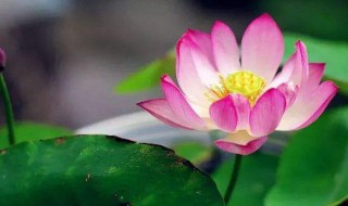 令箭荷花的养殖方法和注意事项（令箭荷花的养殖方法和修剪）