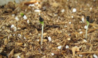康乃馨种子的种植方法 康乃馨种子的种植方法和注意事项视频
