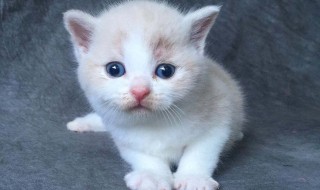 小猫不吃东西怎么办（两个月的小猫不吃东西怎么办）