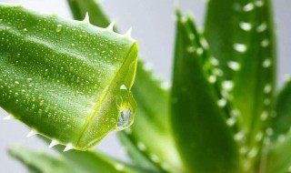 芦荟怎样做面膜（芦荟怎样做面膜效果最好）