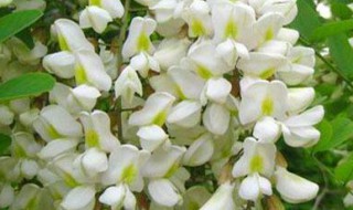 洋葵花怎么保存（洋葵花怎么保存时间长）