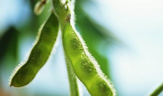 毛豆怎么保存种子（毛豆怎么保存种子呢）