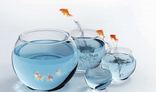 金鱼缸怎么选择氧气泵（金鱼缸怎么选择氧气泵型号）