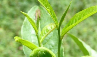 新手怎么选择茶叶（新手如何选茶）