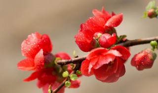 自己动手插花心情句子 自己动手插花心情句子和名字