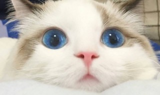 蓝眼睛的猫有哪些品种（纯白毛蓝眼睛的猫有哪些品种）