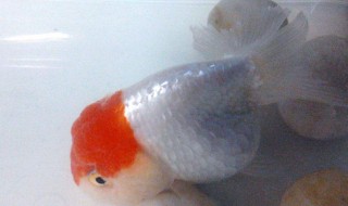 饲养兰寿的方法（饲养兰寿注意事项）
