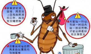 灭蟑螂最好办法（灭蟑螂最好办法小苏打）