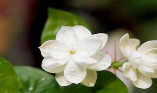 茉莉花的种植（茉莉花的种植季节）