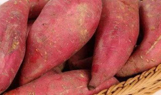 广东红薯长期保存方法 广东如何保存红薯