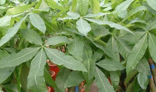 发财树种植（发财树种植时间及方法）