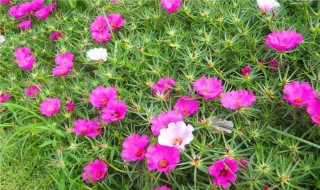 太阳花种植（太阳花种植方法全过程）
