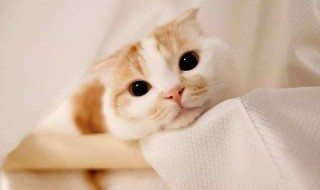 让猫咪舒服的方法 怎么让猫舒服?