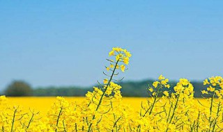 油菜籽怎么保存方法 油菜籽保存方法视频