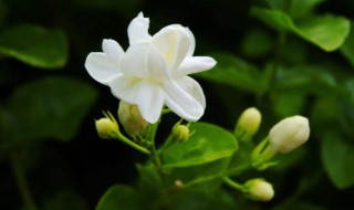 茉莉花的养殖方法和注意事项 茉莉花的养殖方法和注意事项视频