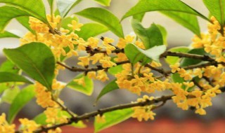 秋天有什么花开（秋天有什么花开放图片和名字）