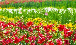 百合花种植 百合花种植技术交流组