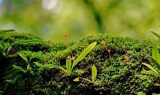 消灭青苔的方法 消灭青苔的方法视频