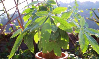 发财树的栽种方法 发财树的栽种方法图解