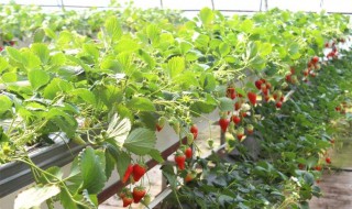 无土种草莓的方法（无土栽培草莓种植技术）