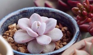 雪莲的培植方法 雪莲的培植方法和技术