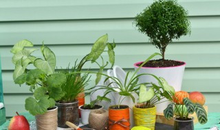 室内植物有哪些好养（室内植物的养殖方法和注意事项）