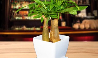 怎么制作植物盆栽（植物盆栽制作方法）
