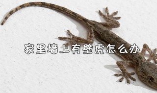 家里有壁虎怎么处理有效（家里有壁虎怎么处理有效呢）