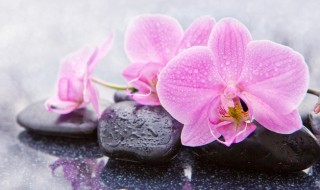 兰花栽培入门（兰花栽培入门教程）