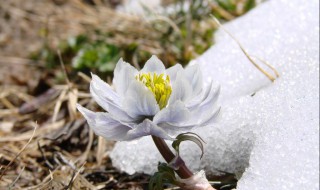 雪莲花泡酒 雪莲花泡酒有什么功效和作用