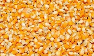 老玉米窝料制作方法 老玉米窝料制作方法,钓鱼专门针对小鱼