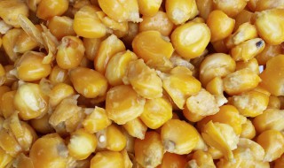 发酵玉米饵料制作方法 玉米发酵钓鱼窝料制作