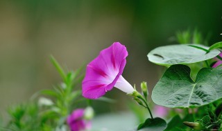 牵牛花种植时间方法 牵牛花种植时间方法图片