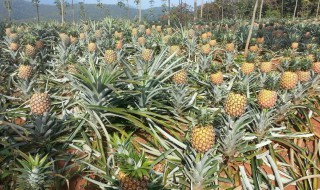 波罗盆栽种植方法 波罗盆栽种植方法图解