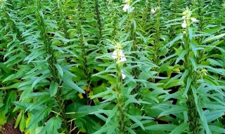 芝麻的施肥方法（芝麻施肥方法和注意事项）