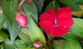 凤仙花传播种子的方法（凤仙花传播种子的方法是什么二年级）