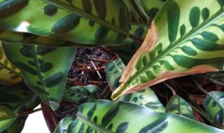 纹株的养殖方法 文竹的养护