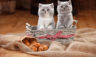 养猫驱虫的方法 养猫驱虫的方法有哪几种