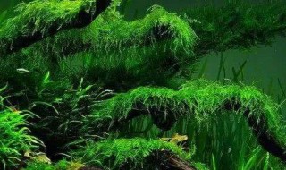 草缸的绿藻怎么处理（草缸的绿藻怎么处理好）