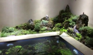 鱼池里水草怎么处理（鱼池里的水草怎么处理）