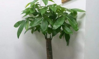 怎样养发财树（怎样养发财树又壮又好）