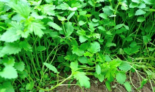 夏天35度怎样种植香菜 7-8月种什么菜合适
