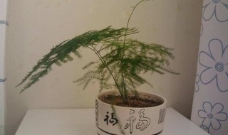 文竹的风水作用 文竹的风水作用禁忌