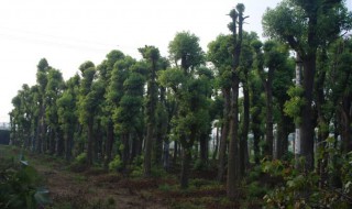 大香樟树怎样做盆景 大香樟树怎样做盆景造型
