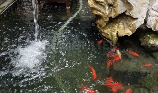 鱼池暴雨后怎么处理（鱼池暴雨后怎么处理干净）