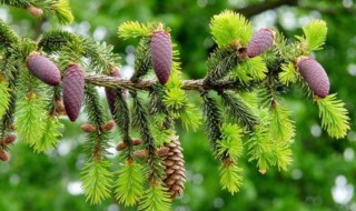 植物是怎么传播种子的（哪些植物是怎么传播种子的）