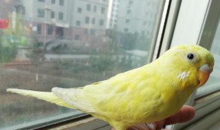 家里养鹦鹉的凶吉 家里养鹦鹉的风水