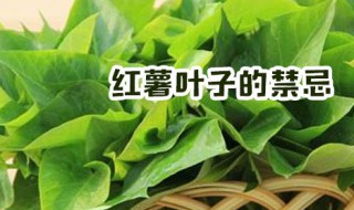 红薯叶子的禁忌 红薯叶子的禁忌有哪些